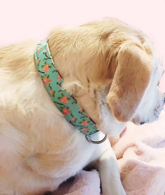 floral dog collar