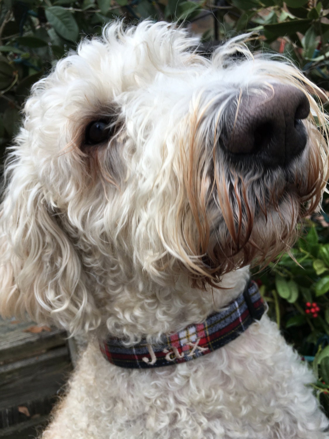 Monogrammed Dog Collar, personalized dog collar, monogrammed dog collar
