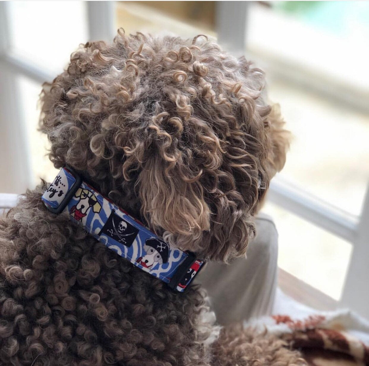 Dog collar pirate motif, printed dog collar pirate dogs