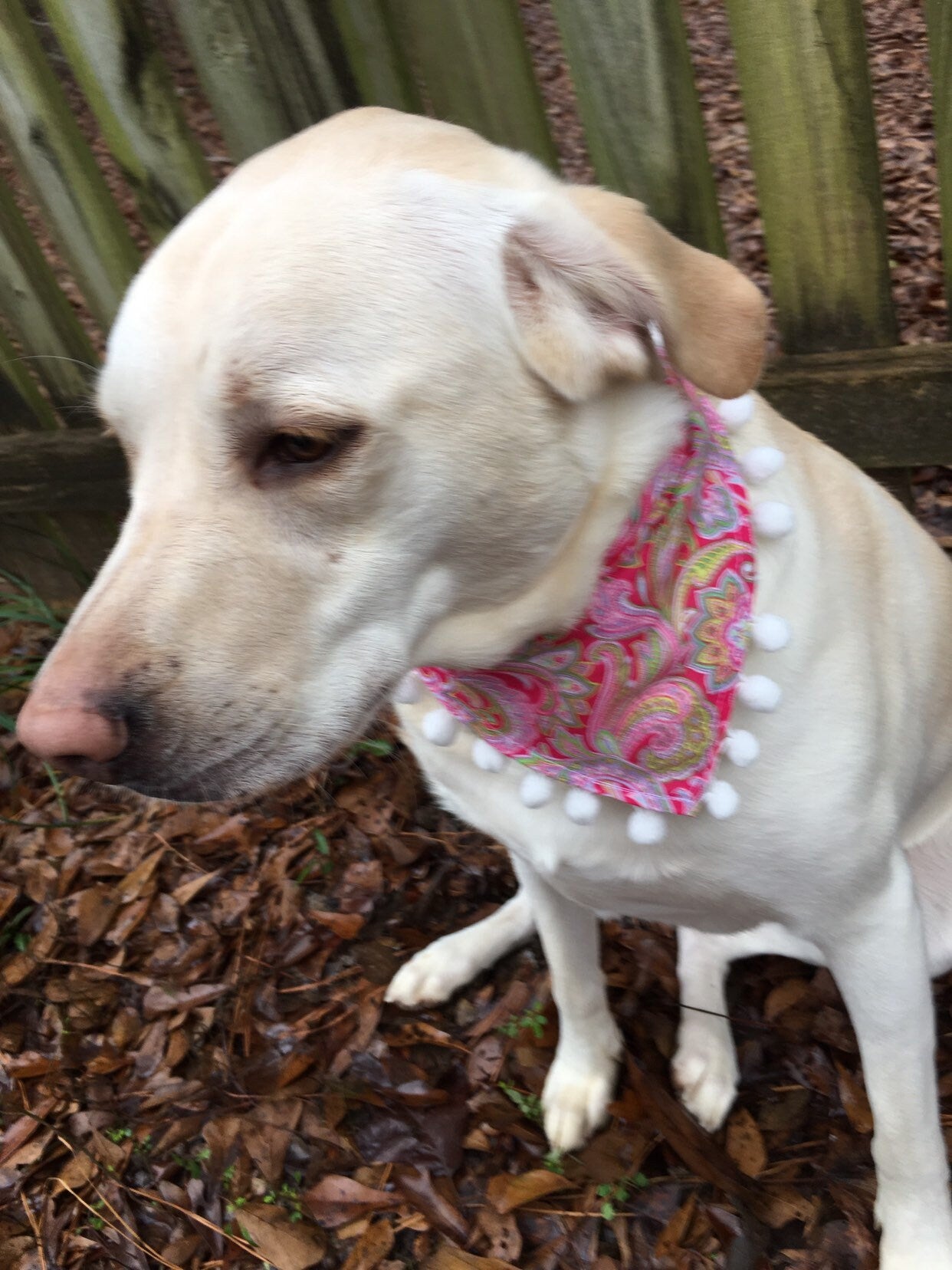 dog bandana personalized