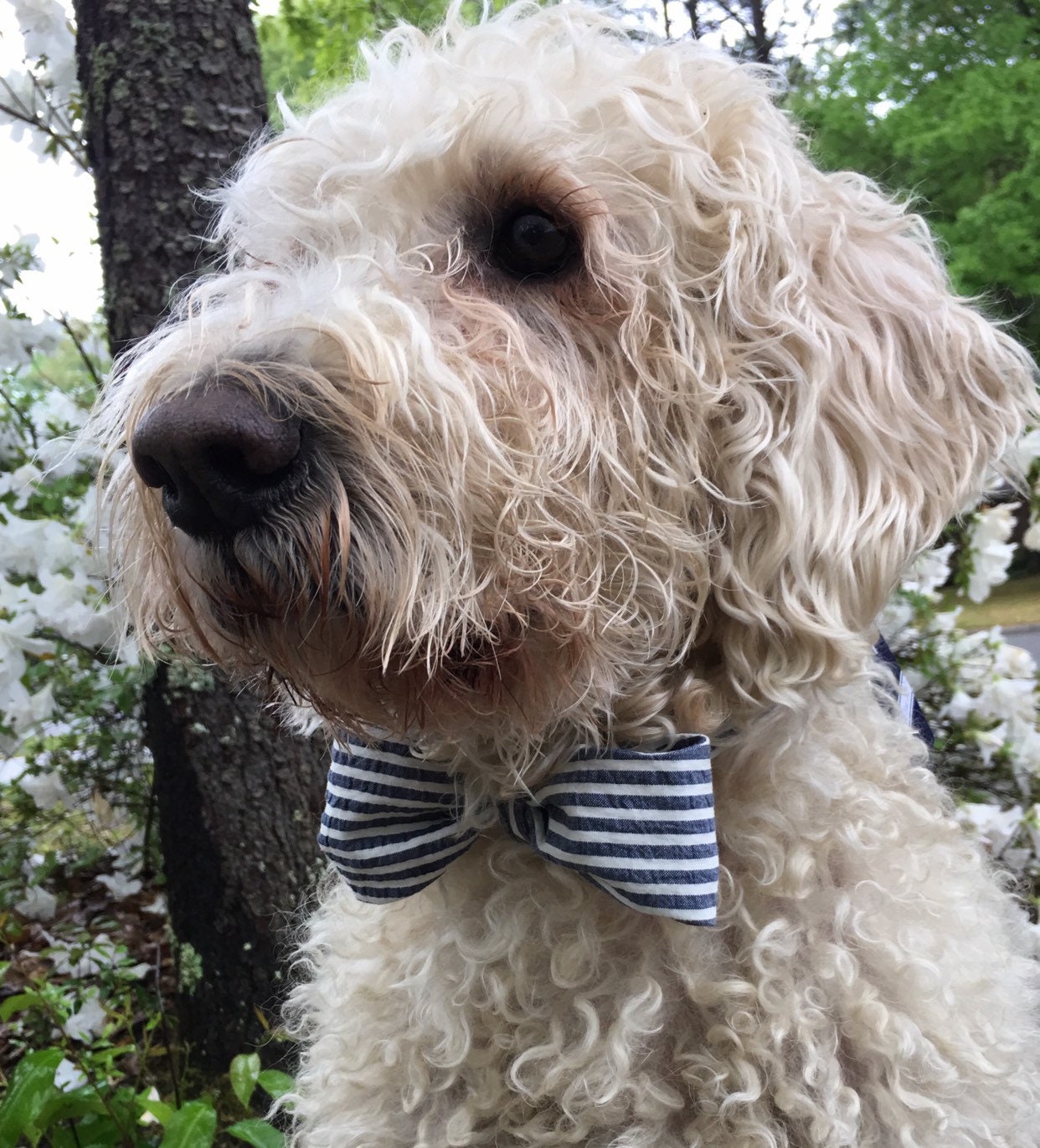 Seersucker bowtie