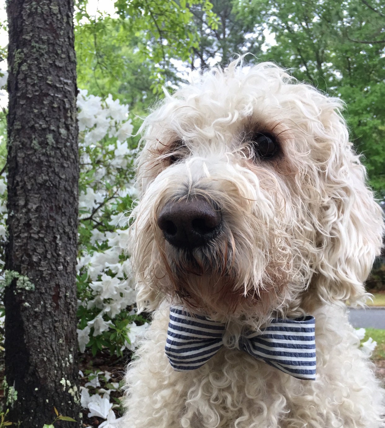 Seersucker bowtie