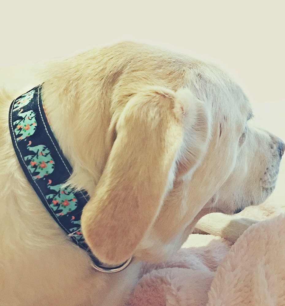 Elephant print dog collar