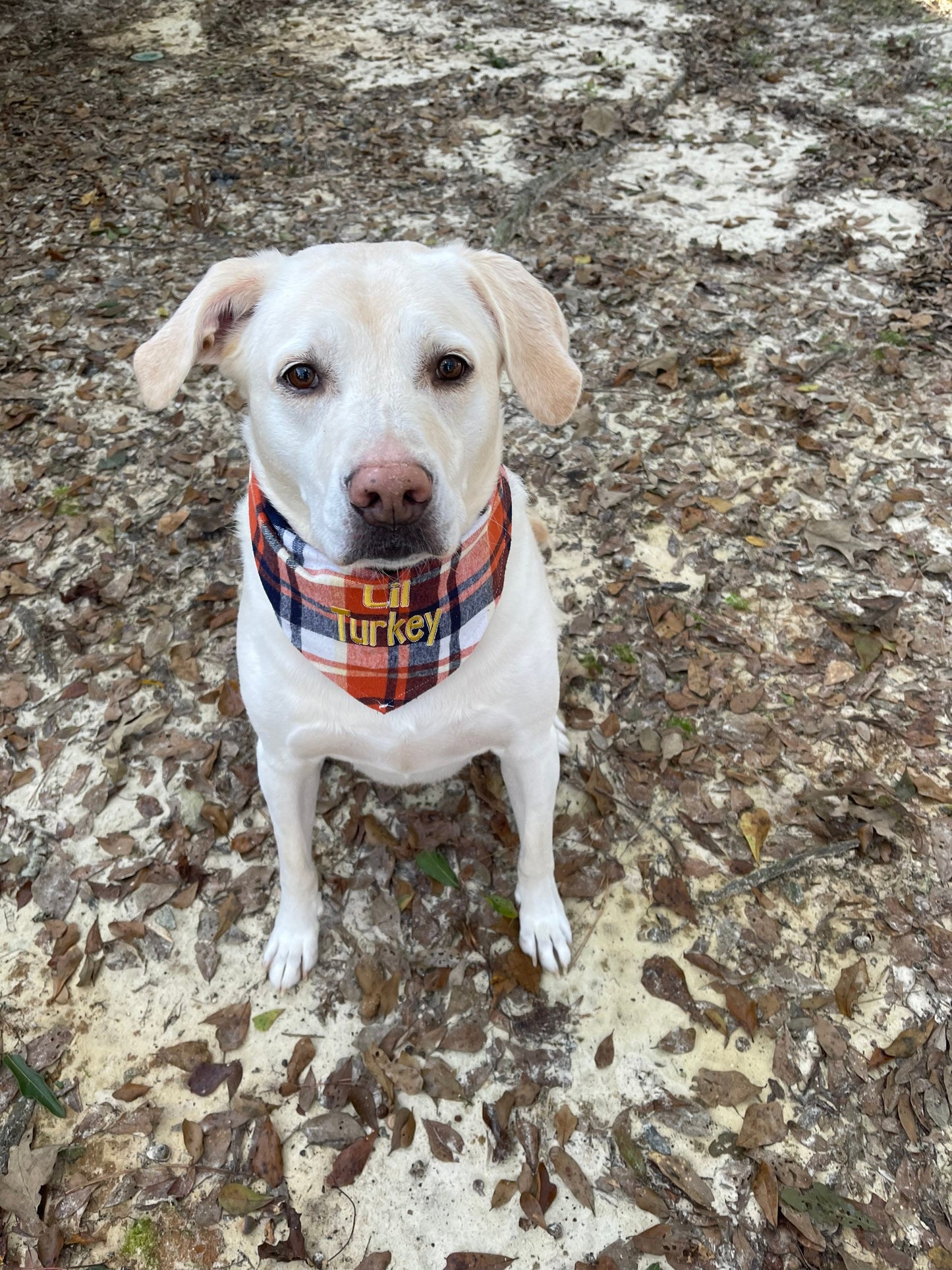 dog bandana fall plaid, Lil turkey dog bandana