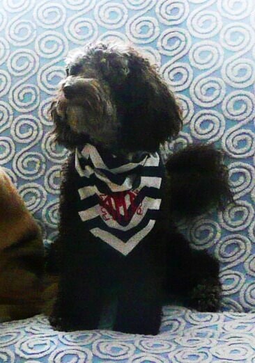 dog bandana, baby announcement, chevron dog bandana
