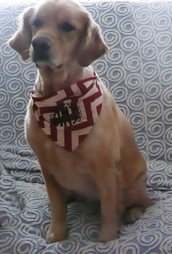 dog bandana, baby announcement, chevron dog bandana