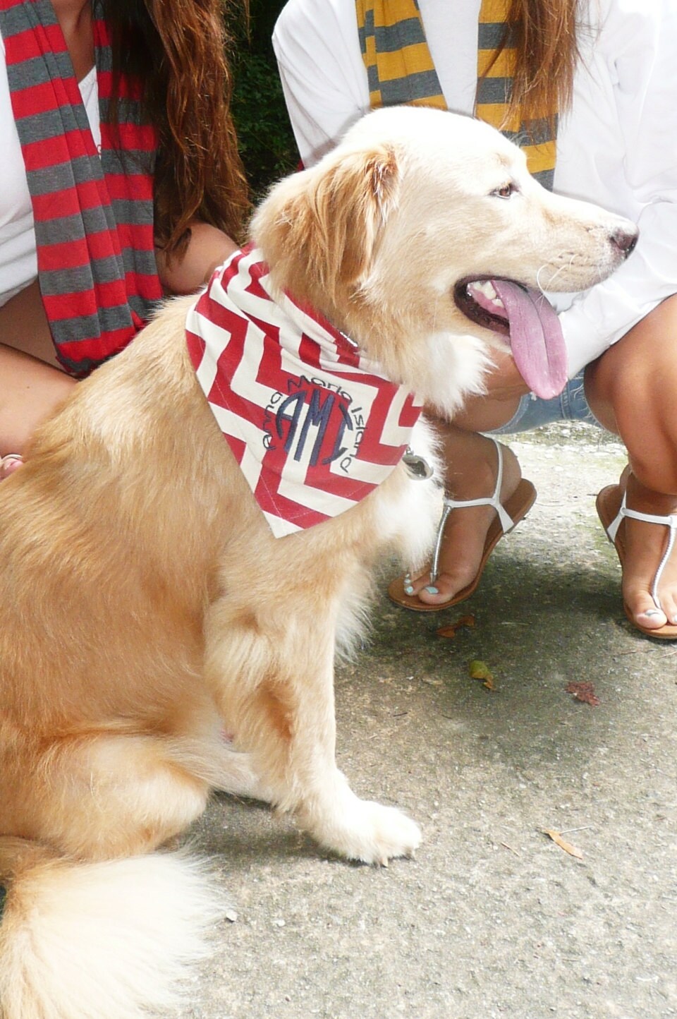dog bandana, baby announcement, chevron dog bandana