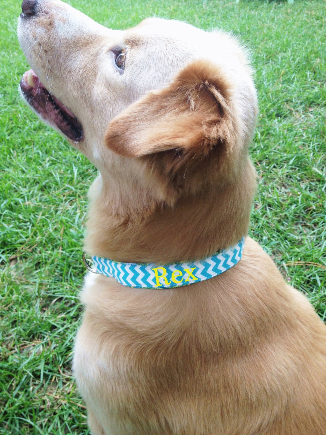 Monogrammed Dog Collar,Auburn dog collar, personalized dog collar, monogrammed dog collar