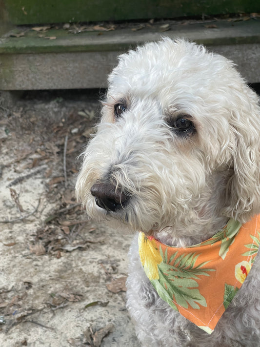 Hawaiian print dog bandana