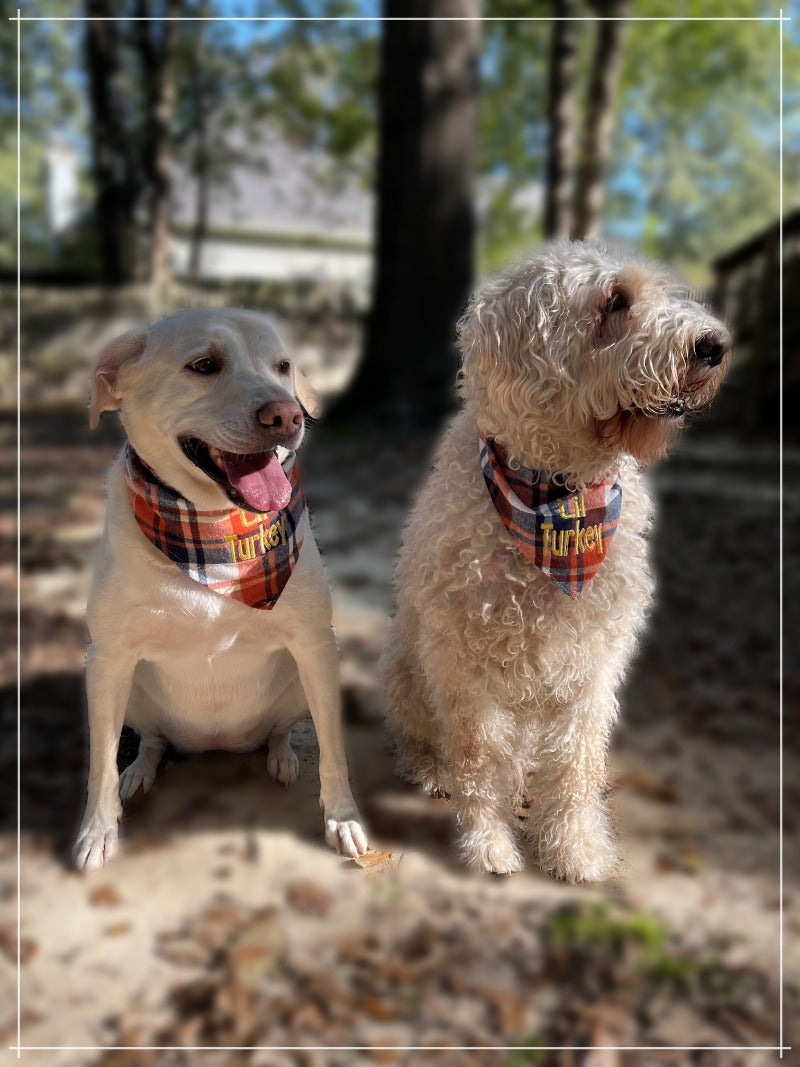 dogs wearing blue and orange plaid dog banadana embroidered lettering lil turkey. Cute thanksgiving dog clothes