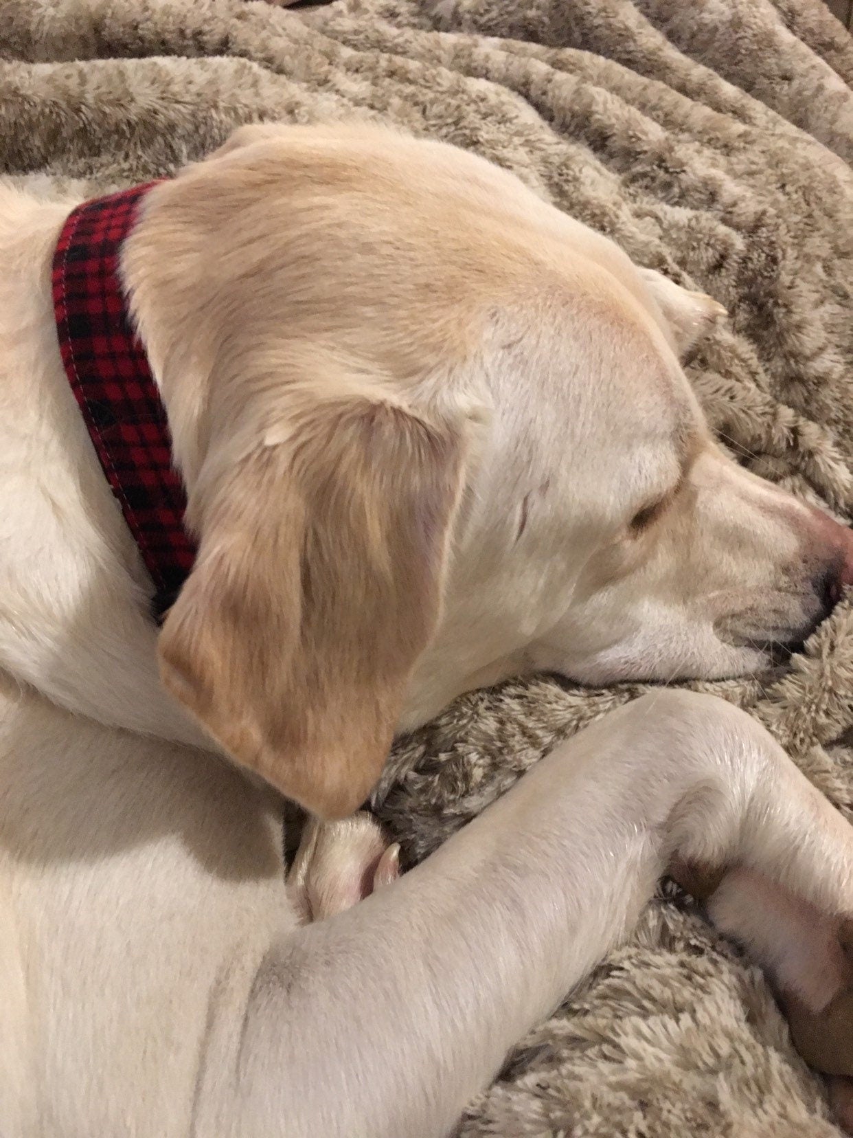 Monogrammed Dog Collar, personalized dog collar, monogrammed dog collar