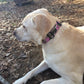 Camo Dog Collar, personalized dog collar, pink camo, dog lover gift, Dog, pet supplies, dog collar