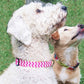 Monogrammed Dog Collar,Auburn dog collar,  personalized dog collar, monogrammed dog collar
