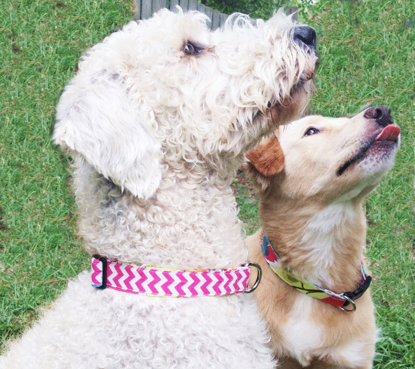 Monogrammed Dog Collar,Auburn dog collar,  personalized dog collar, monogrammed dog collar