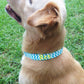 Monogrammed Dog Collar,Auburn dog collar,  personalized dog collar, monogrammed dog collar