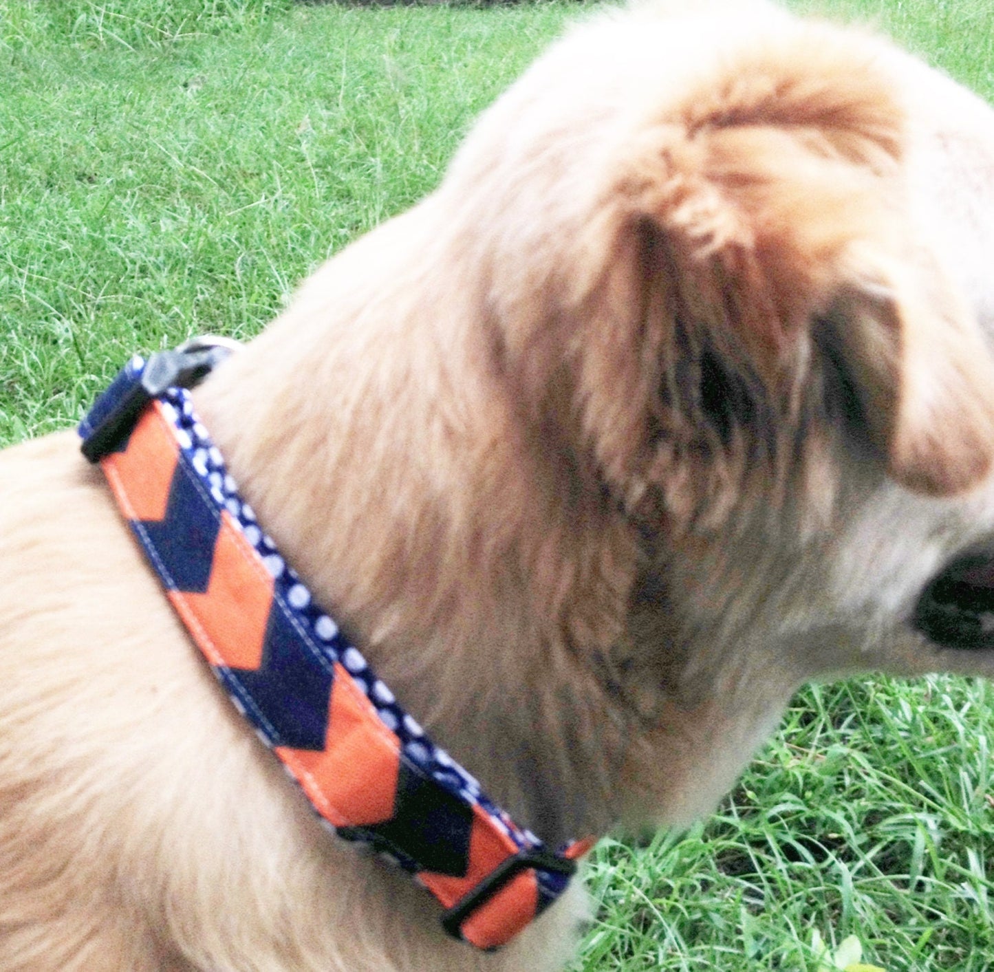 Monogrammed Dog Collar,Auburn dog collar,  personalized dog collar, monogrammed dog collar