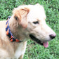 Monogrammed Dog Collar,Auburn dog collar,  personalized dog collar, monogrammed dog collar
